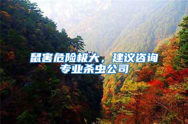 鼠害危險極大，建議咨詢專業殺蟲公司