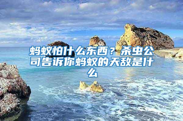螞蟻怕什么東西？殺蟲公司告訴你螞蟻的天敵是什么