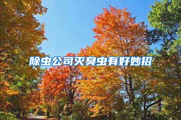 除蟲公司滅臭蟲有好妙招