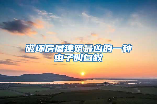 破壞房屋建筑最兇的一種蟲子叫白蟻