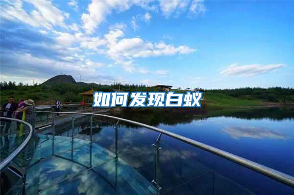 如何發現白蟻