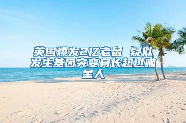 英國爆發2億老鼠 疑似發生基因突變身長超過喵星人