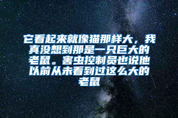 它看起來就像貓那樣大，我真沒想到那是一只巨大的老鼠。害蟲控制員也說他以前從未看到過這么大的老鼠