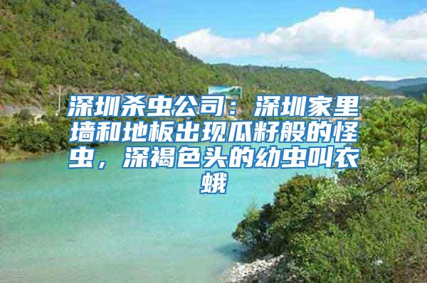 深圳殺蟲公司：深圳家里墻和地板出現瓜籽般的怪蟲，深褐色頭的幼蟲叫衣蛾
