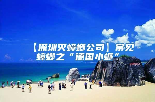 【深圳滅蟑螂公司】常見蟑螂之“德國小蠊”