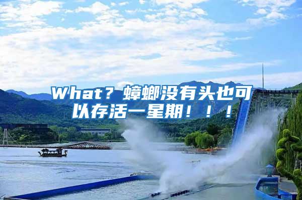 What？蟑螂沒有頭也可以存活一星期！！！