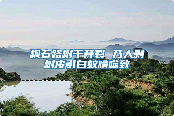 楓春路樹干開裂 乃人剝樹皮引白蟻啃噬致
