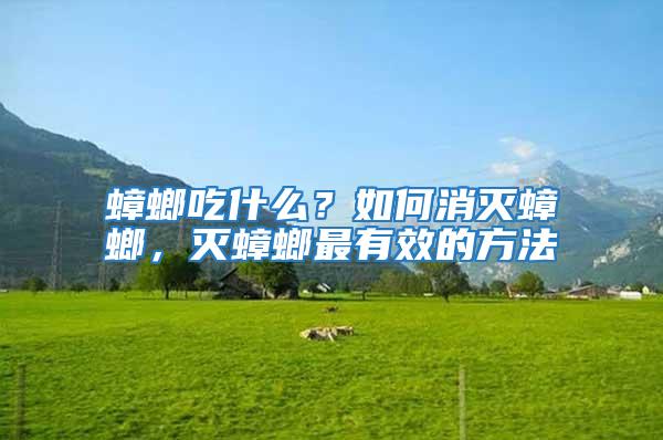 蟑螂吃什么？如何消滅蟑螂，滅蟑螂最有效的方法