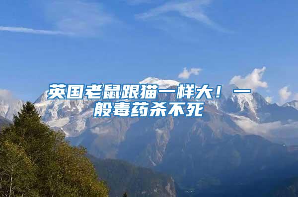 英國老鼠跟貓一樣大！一般毒藥殺不死