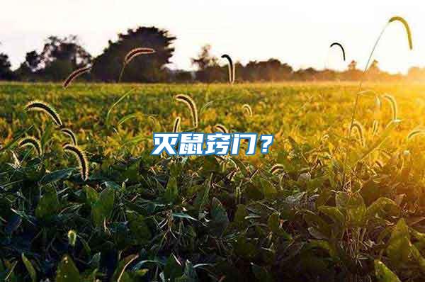 滅鼠竅門？