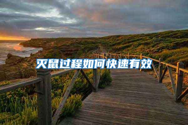 滅鼠過程如何快速有效
