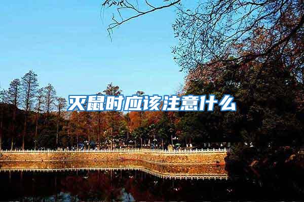 滅鼠時應該注意什么