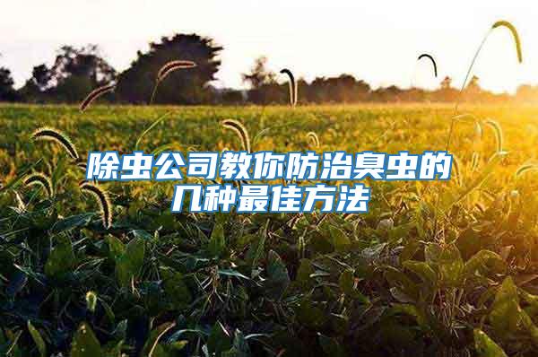 除蟲公司教你防治臭蟲的幾種最佳方法