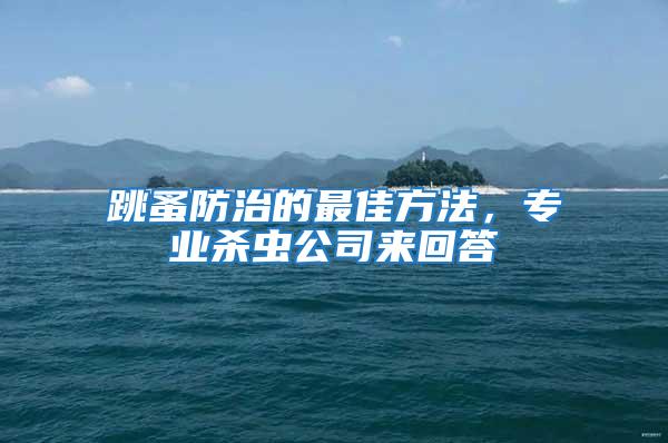 跳蚤防治的最佳方法，專業殺蟲公司來回答