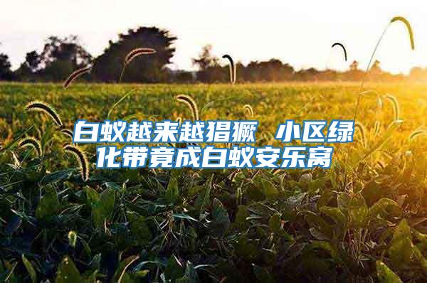 白蟻越來越猖獗 小區綠化帶竟成白蟻安樂窩