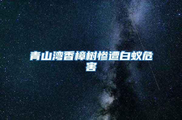 青山灣香樟樹慘遭白蟻危害