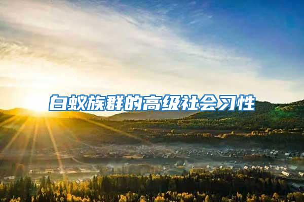 白蟻族群的高級社會習性