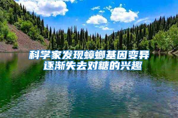 科學家發現蟑螂基因變異 逐漸失去對糖的興趣