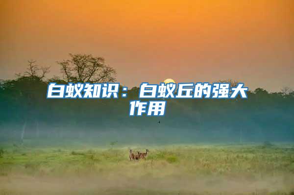 白蟻知識：白蟻丘的強大作用