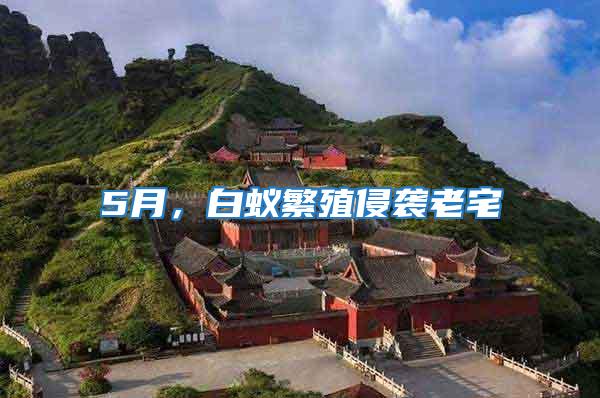 5月，白蟻繁殖侵襲老宅