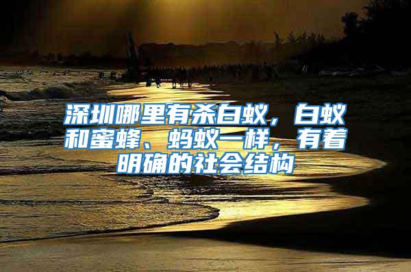 深圳哪里有殺白蟻，白蟻和蜜蜂、螞蟻一樣，有著明確的社會結構