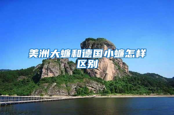 美洲大蠊和德國(guó)小蠊怎樣區(qū)別