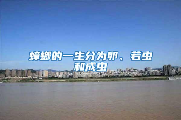 蟑螂的一生分為卵、若蟲和成蟲