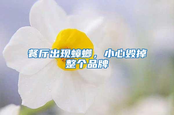 餐廳出現蟑螂，小心毀掉整個品牌
