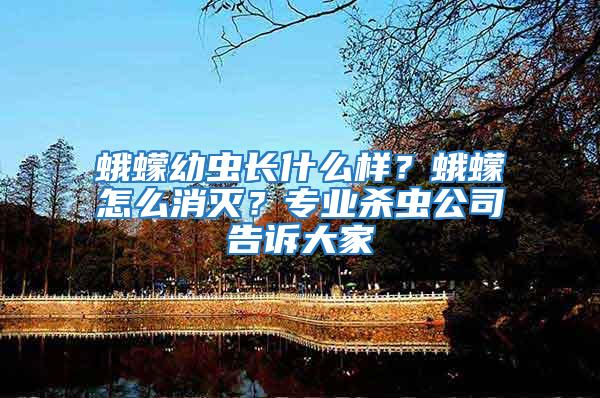蛾蠓幼蟲長什么樣？蛾蠓怎么消滅？專業殺蟲公司告訴大家