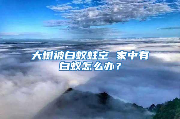 大樹被白蟻蛀空 家中有白蟻怎么辦？