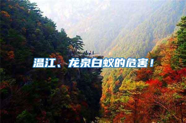 溫江、龍泉白蟻的危害！