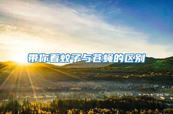 帶你看蚊子與蒼蠅的區別