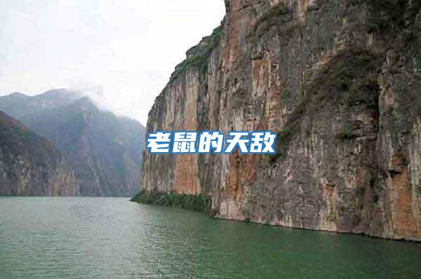 老鼠的天敵