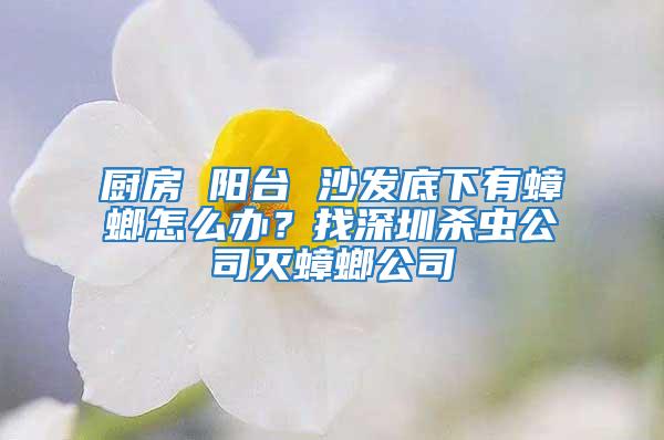 廚房 陽臺 沙發底下有蟑螂怎么辦？找深圳殺蟲公司滅蟑螂公司