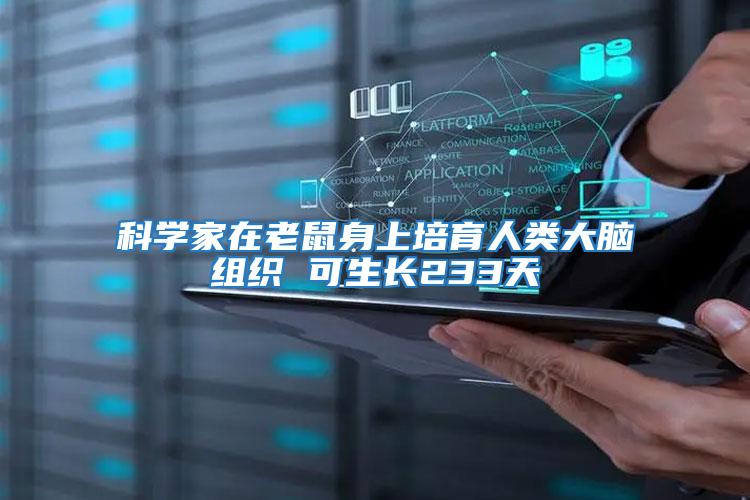 科學家在老鼠身上培育人類大腦組織 可生長233天