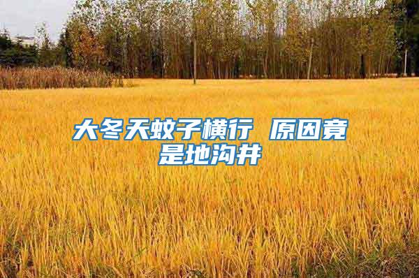 大冬天蚊子橫行 原因竟是地溝井