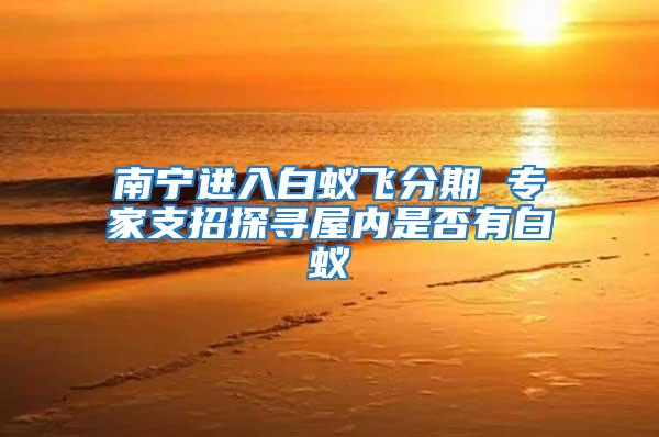 南寧進入白蟻飛分期 專家支招探尋屋內是否有白蟻