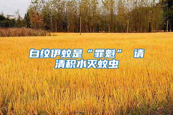 白紋伊蚊是“罪魁” 請清積水滅蚊蟲