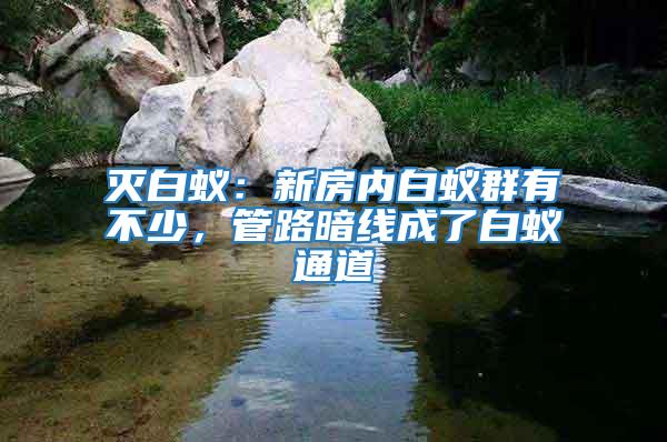 滅白蟻：新房內白蟻群有不少，管路暗線成了白蟻通道
