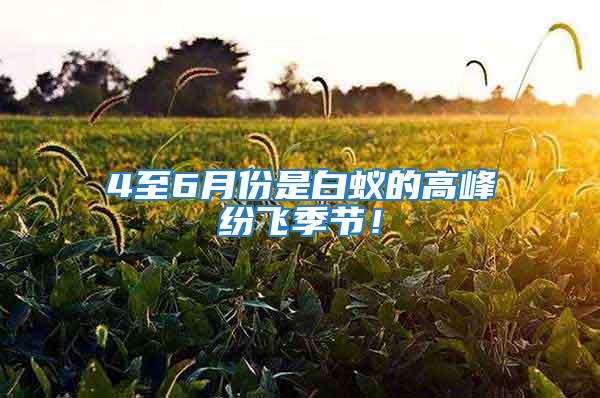 4至6月份是白蟻的高峰紛飛季節！