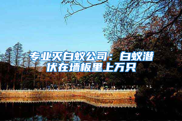 專業滅白蟻公司：白蟻潛伏在墻板里上萬只