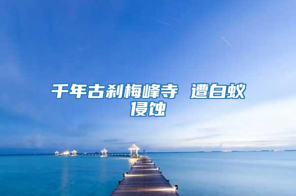 千年古剎梅峰寺 遭白蟻侵蝕