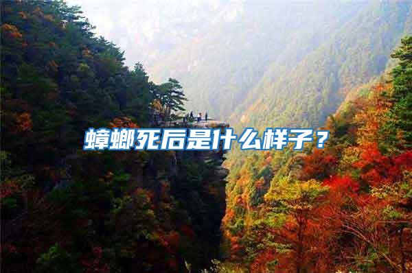 蟑螂死后是什么樣子？