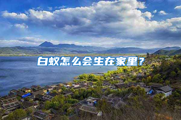 白蟻怎么會生在家里？