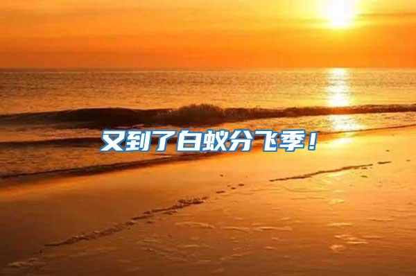 又到了白蟻分飛季！