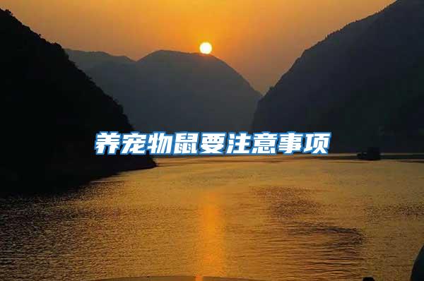 養寵物鼠要注意事項