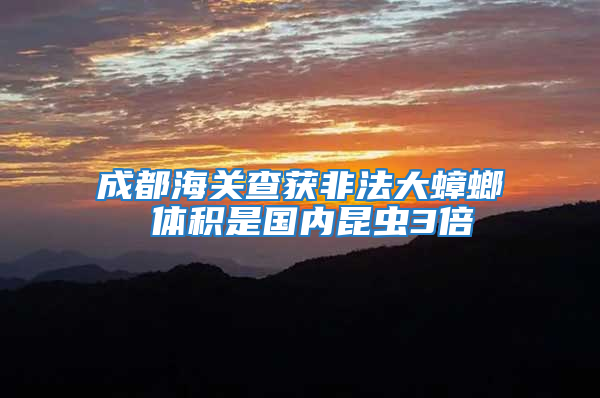 成都海關(guān)查獲非法大蟑螂 體積是國內(nèi)昆蟲3倍