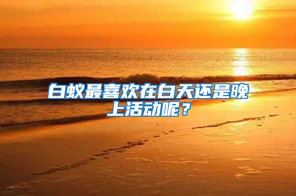 白蟻最喜歡在白天還是晚上活動呢？