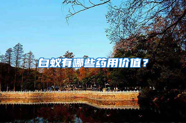 白蟻有哪些藥用價值？