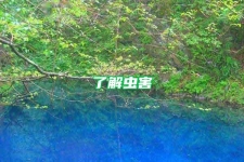 了解蟲害